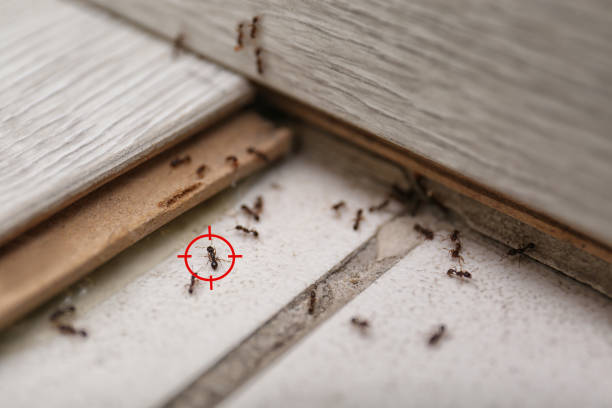 Best Spider Control Near Me  in Wmington, IL