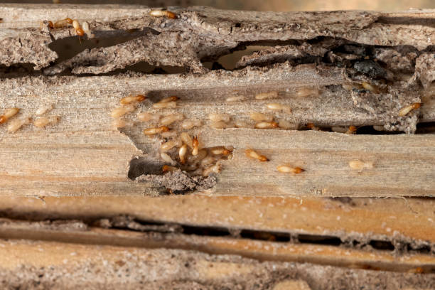 Best Mosquito Control Services  in Wmington, IL